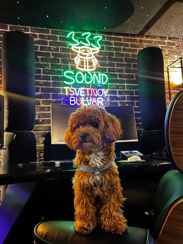 Какие гости к нам приходят